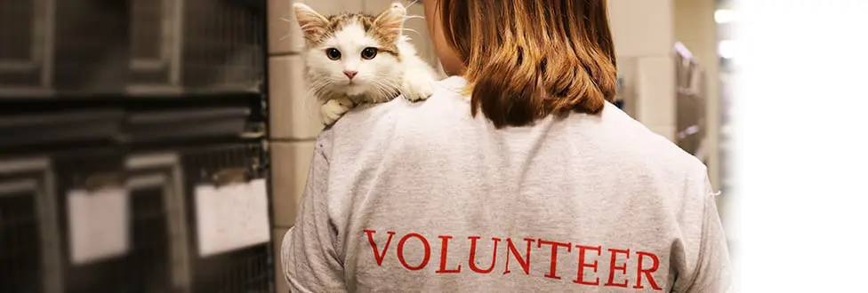 Volunteer-cat
